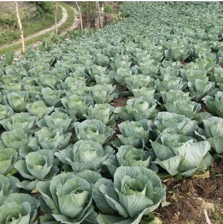 Farmer Girl Jessie’ Wants Market For Her  Cabbages  Harvested